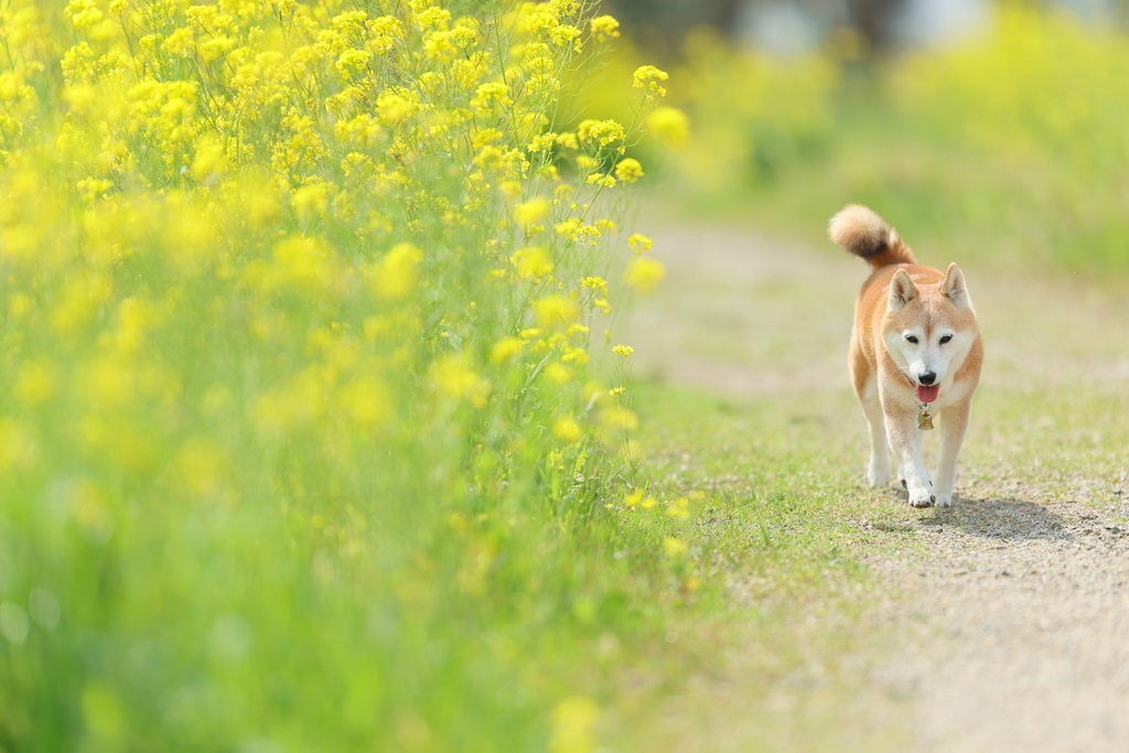 春の足取り