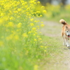 春の足取り