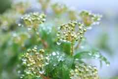 春の長雨