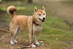 脚が短い…