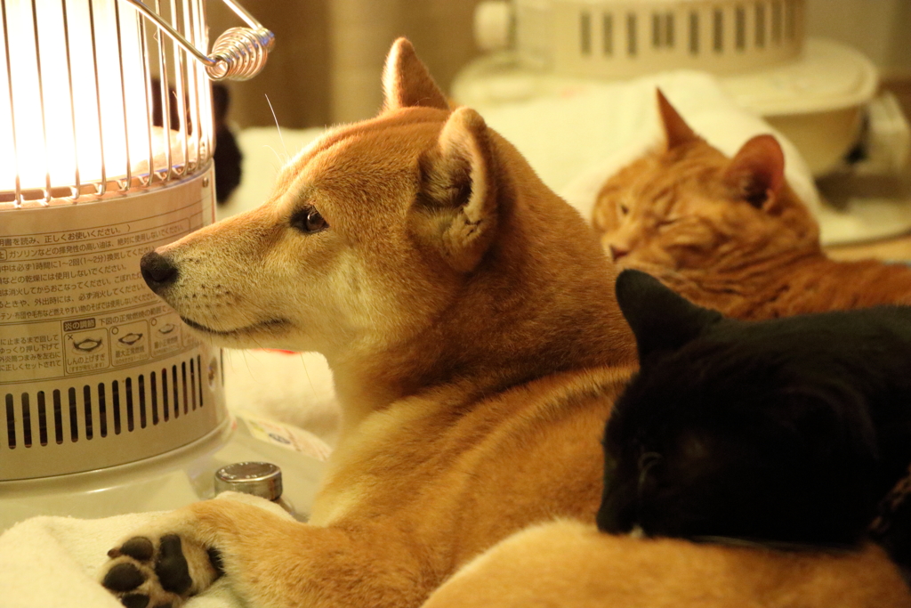 冬の夜
