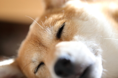 眠る柴
