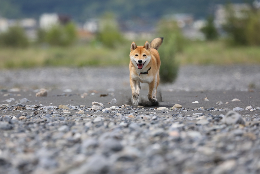 連射4