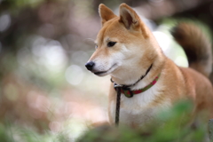 横顔