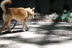 木漏れ日の中