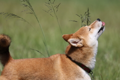 うまうま～