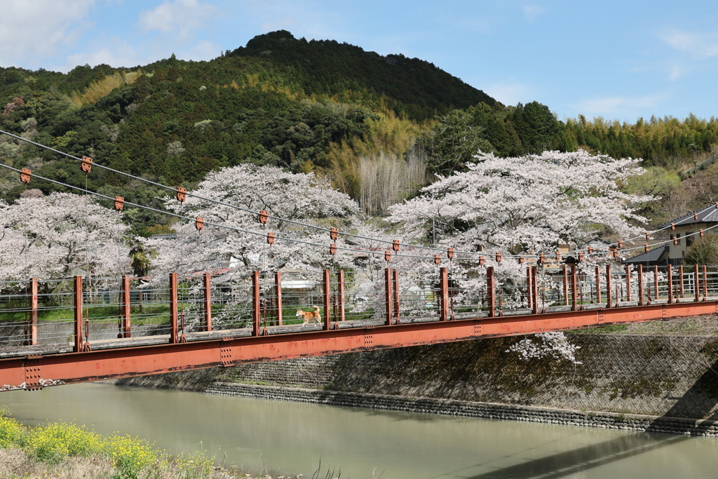 桜橋