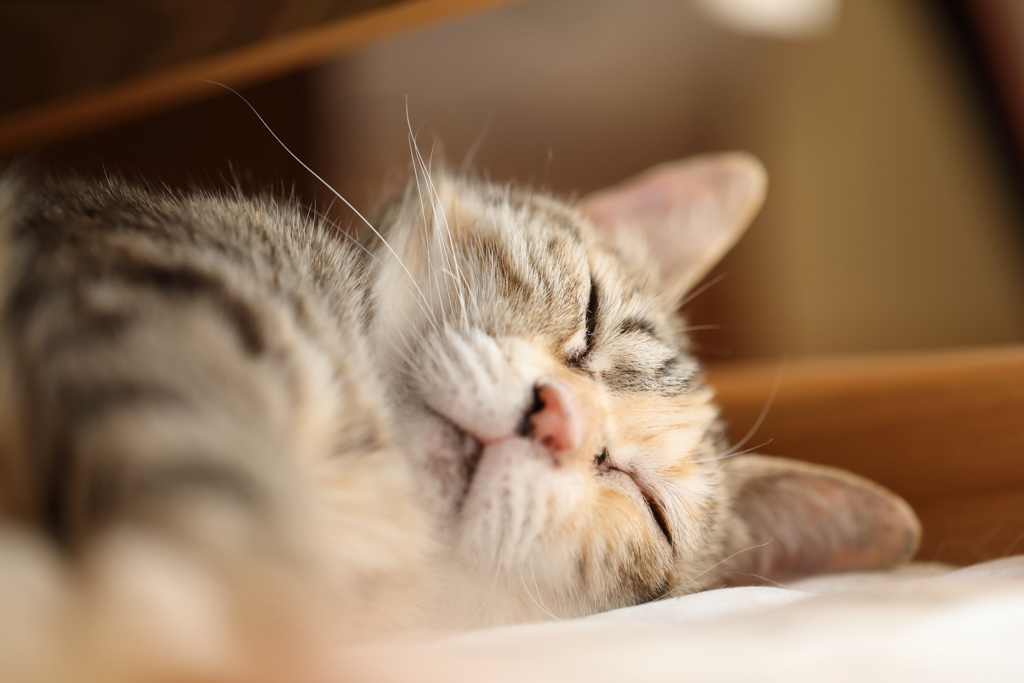 猫春眠