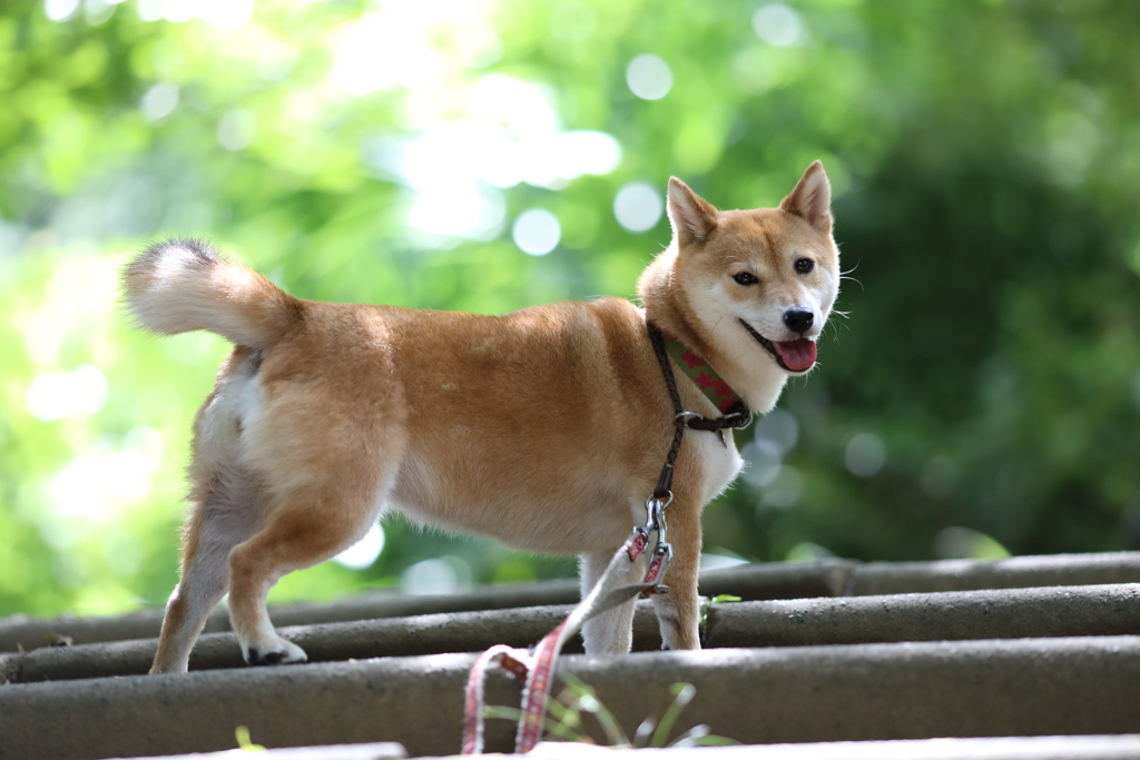 新緑の階段
