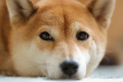 散歩まだですか？