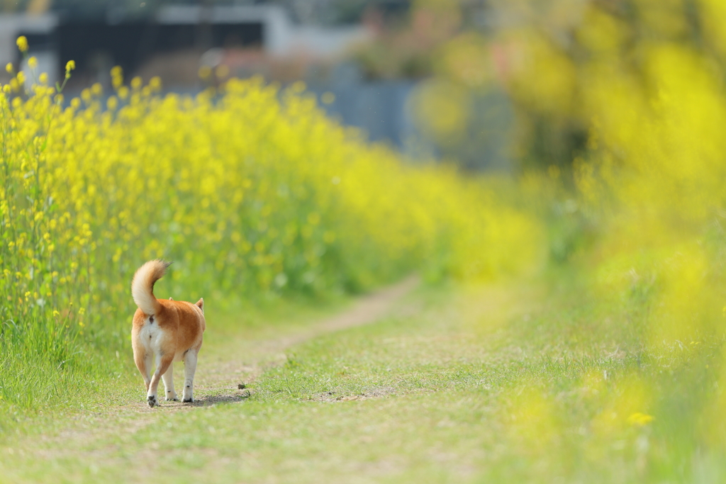 春の道