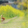 春の道