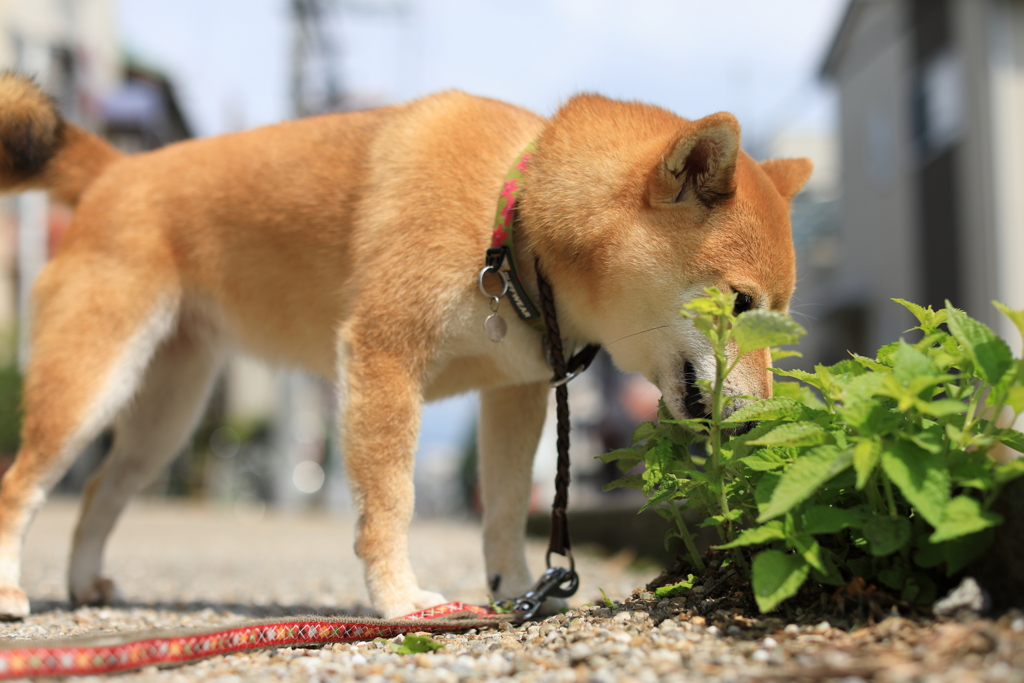 道端でおやつタイム