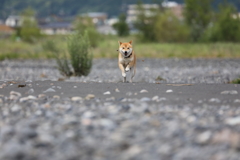 連射1