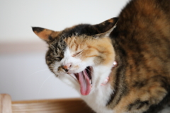 春だね～