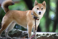 澄まし顔