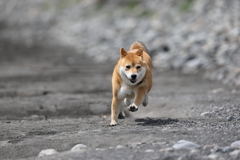 駆ける柴犬2