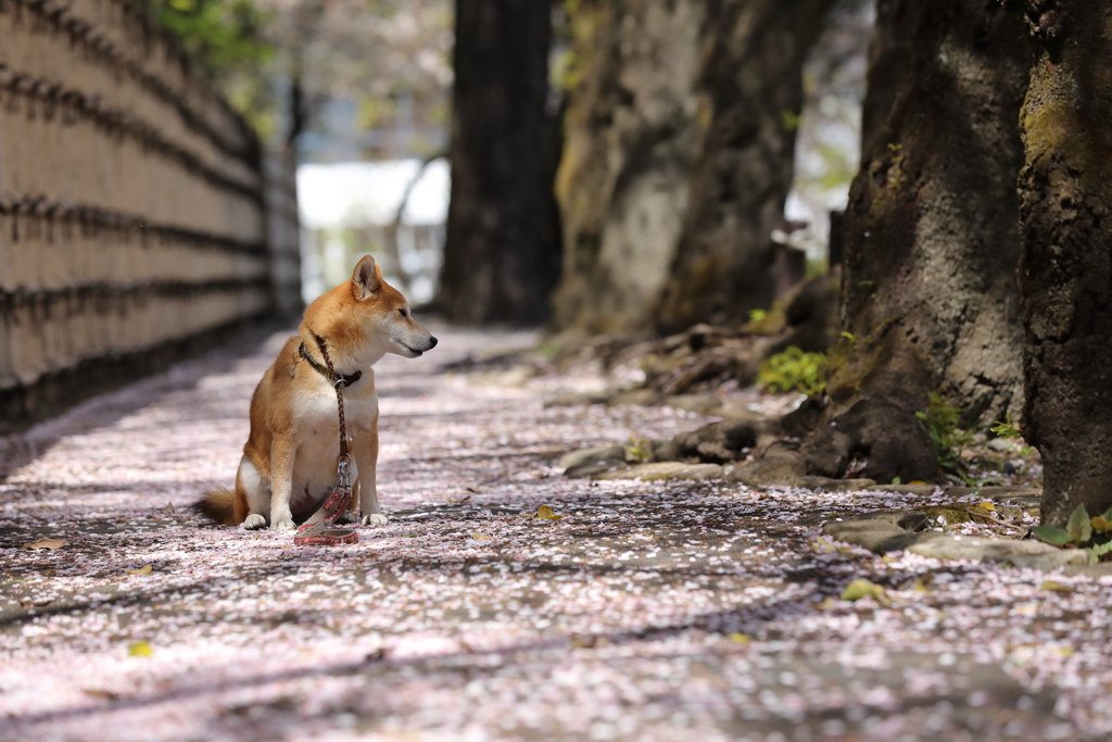 桜散る