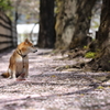 桜散る