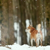 雪降る森