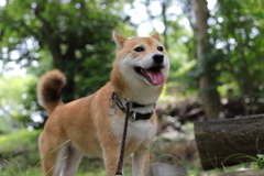 暑さの中で1