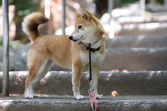 木陰