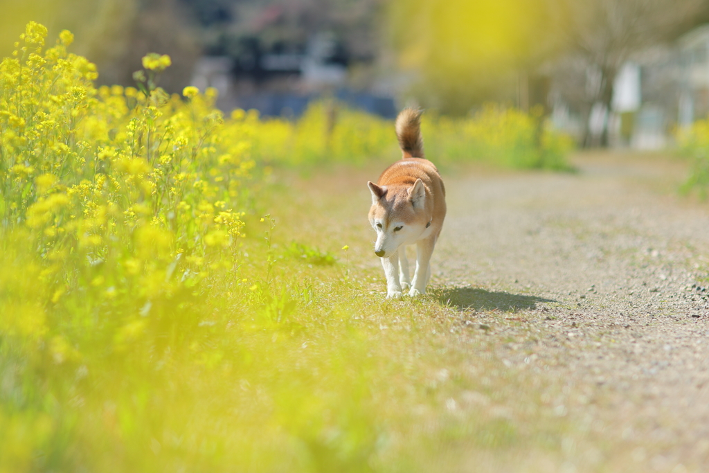 春の香り