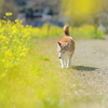 春の香り