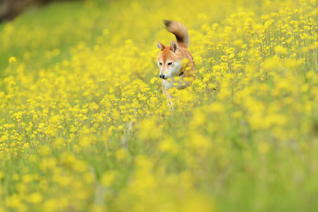 菜の花に包まれて