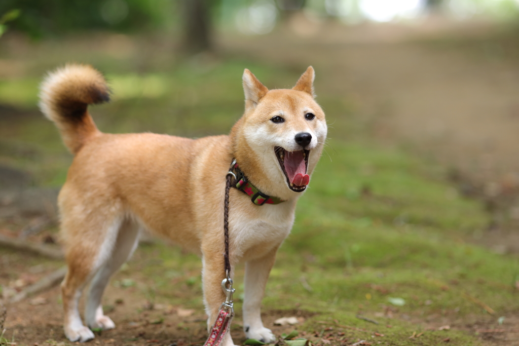 退屈してきたかな