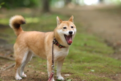 退屈してきたかな