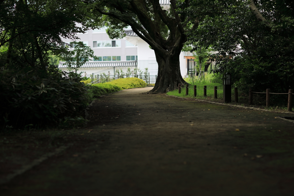 木陰の散歩道