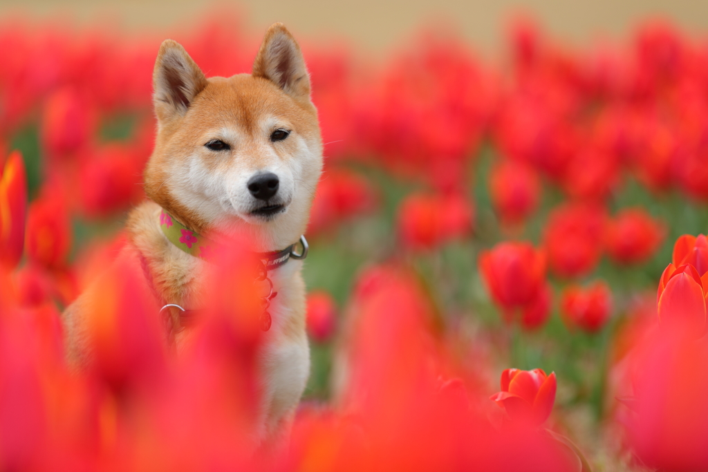 チューリップと柴犬