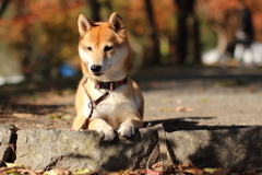 何かいたかな？