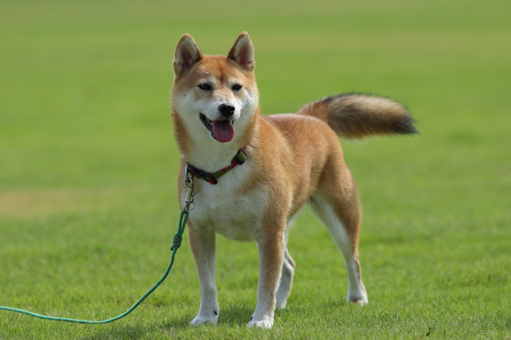 柴犬 by なつパパ （ID：7080988） - 写真共有サイト:PHOTOHITO