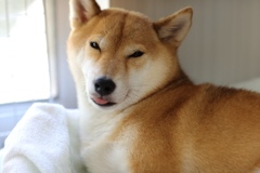 外は暑いです…