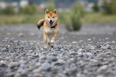 連射5