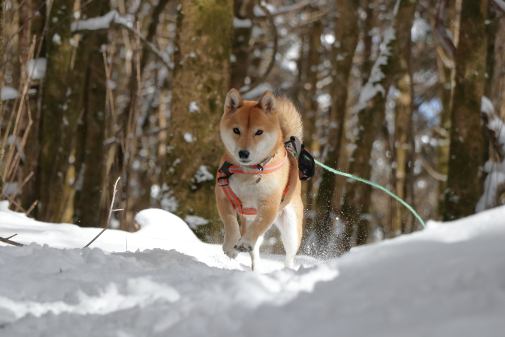 雪中ハイキング