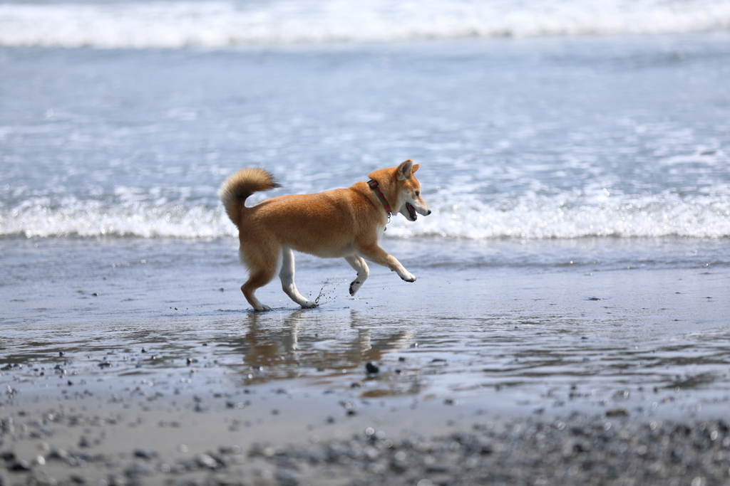 浜辺で遊ぶ