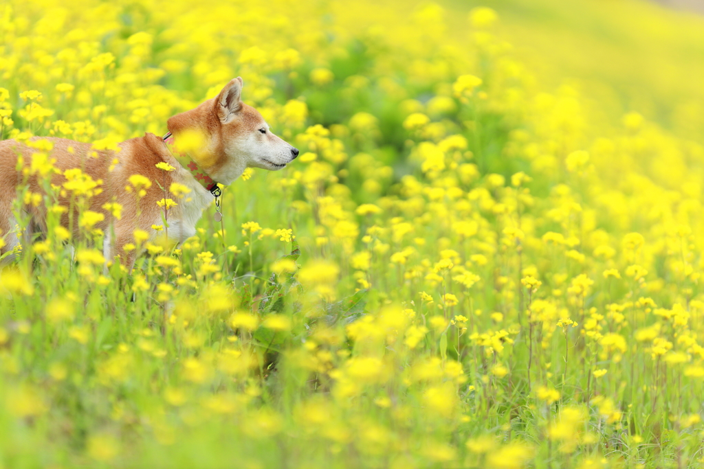 菜の花に包まれて