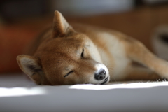 おやすみなさい