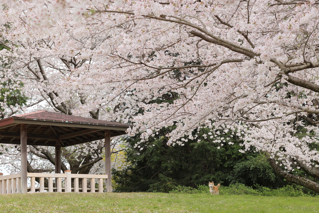 桜のある風景