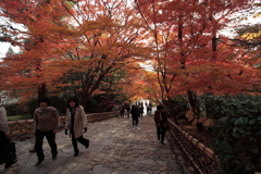 京都-奈良～紅葉の階段～