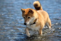 川を散策2