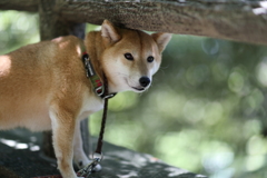 何かいたよ！
