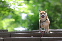 新緑の階段