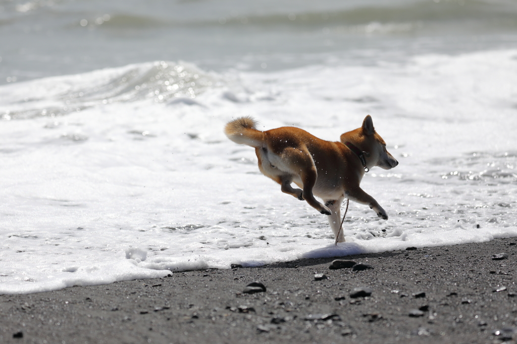 波と踊る柴犬3