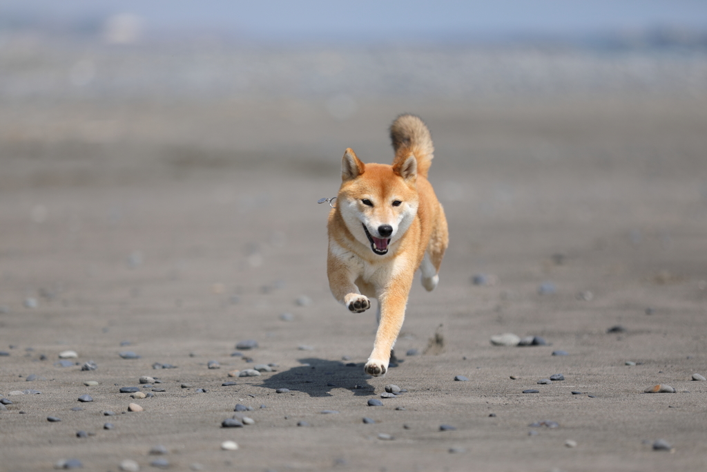 砂浜を走る