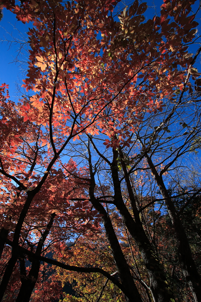 南アルプス茶臼岳-上河内岳～登山道の紅葉～