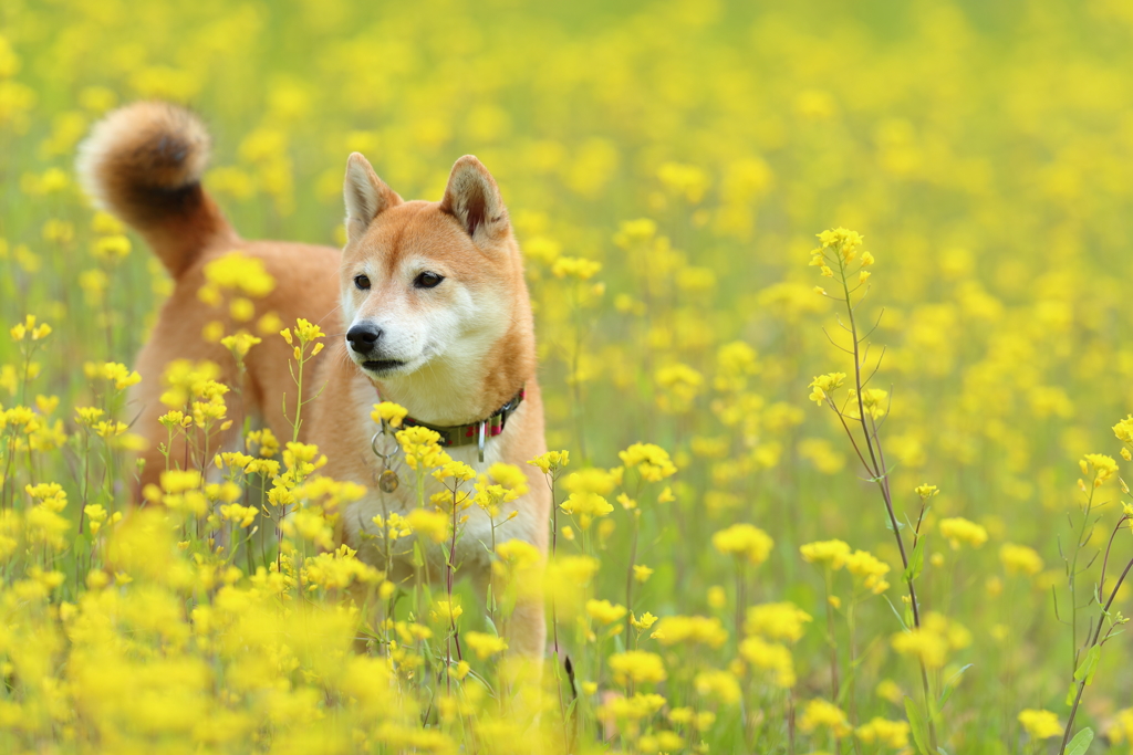 菜の花の中で